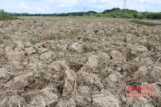 Nhiều diện tích đất đã được bà con cày ải nhưng vẫn chưa thể cấy lúa vì nước chưa có.