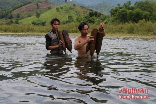 Trên dòng sông Giăng, cá chạch khá nhiều do vậy những người dân vạn chài ngoài bắt cá còn bắt thêm cá chạch, một loại cá đặc sản được nhiều người ưa thích.