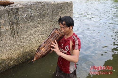 Anh Vi Văn Sao người dân bản Cao Vều 3 xã Phúc Sơn huyện Anh Sơn cho biết: Để bắt được chạch, điểm đầu tiên khi chọn trúm phải là trúm tốt, được làm bằng tre già, cọng nan nhỏ và tròn, được chuốt bóng, khoảng cách giữa các nan phải không quá thưa. Có thể dùng giun để làm mồi bắt chạch. Sau một đêm thả trúm các ngư dân bắt đầu đi thu về