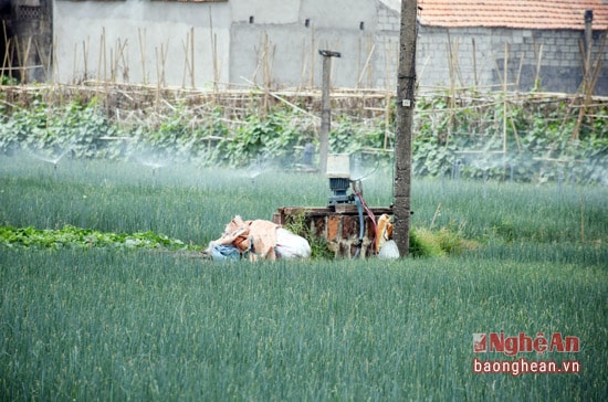 Để cung ứng nguồn điện tại chỗ cho người trồng rau, các địa phương vùng bãi ngang của huyện Quỳnh lưu đầu tư kéo đường điện hạ áp ra tận ruộng.