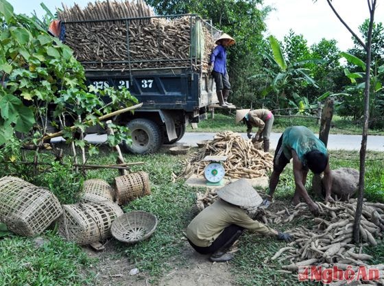 Cây sắn là cây xóa đói, giảm nghèo ở Thanh Chương