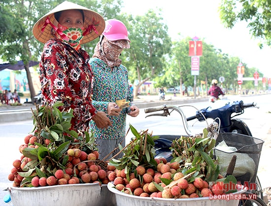 Những chùm vải 