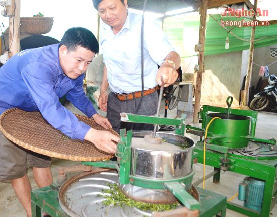 Hướng đi này đã nâng cao giá trị sản phẩm cho cây chè ở Hùng Sơn tăng gấp 3 lần so với trước.