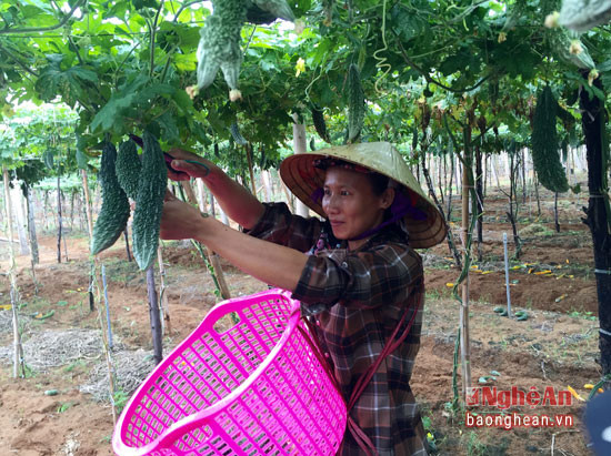 HIện nay nông dân Quỳnh Liên đang vào vụ thu hoạch mướp đắng trái vụ; năng suất đạt 2 tấn/ha