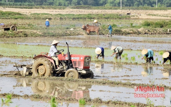 Bà con nông dân xã Kỳ Sơn, huyện Tân Kỳ gieo cấy lúa vụ mùa