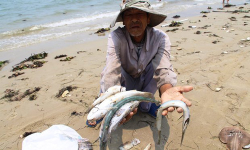 [Caption] A villager shows dead sea fish he collected on a beach in Phu Loc district, in the central province of Thua Thien Hue. Photograph: STR/AFP/Getty Images