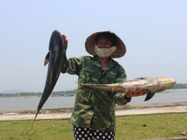 Nhà máy Đường Hòa Bình đã bị phạt 480 triệu đồng và dừng hoạt động trong 6 tháng vì xả thải sai quy trình làm cá chết hàng loạt trên sông Bưởi