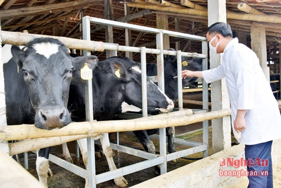 Trạm thú y huyện Tân Kỳ tiêm phòng vắc xin tụ huyết trùng, LMLM tại trại bò sữa của ông Nguyễn Thu Ngoạn, xã Nghĩa Đồng.