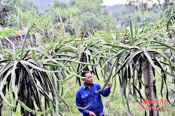 Mô hình trồng thanh long của ông Nguyễn Trọng Lệ xóm 5, xã Hội Sơn hiện cos120 gốc, cho thu nhập tăng thêm đạt trên 70 triệu đồng mỗi năm