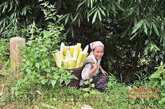 Hái măng rừng ở Kỳ Sơn.