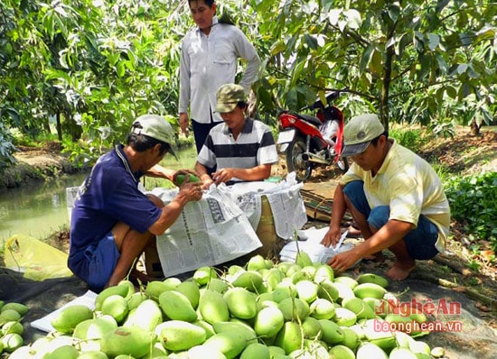 Là đặc sản có một không hai ở các huyện miền Tây Nghệ An nên hàng năm cứ đến mùa, thương lái từ các nơi lại đổ về để mua xoài mang đi các nơi bán.