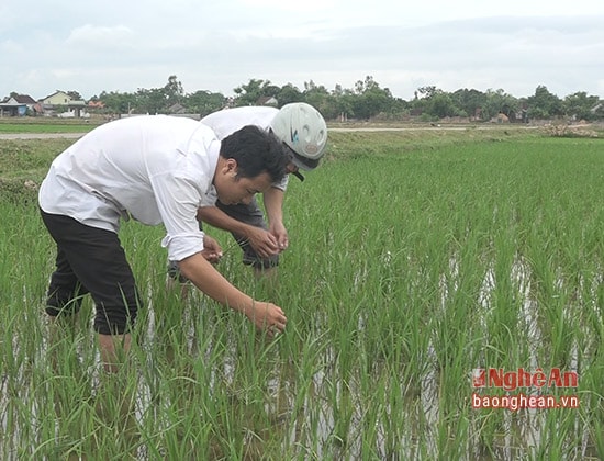 Cán bộ Trạm BVTV Huyện Nam Đàn kiểm tra tình hình sâu cuốn lá gây hại trên lúa.