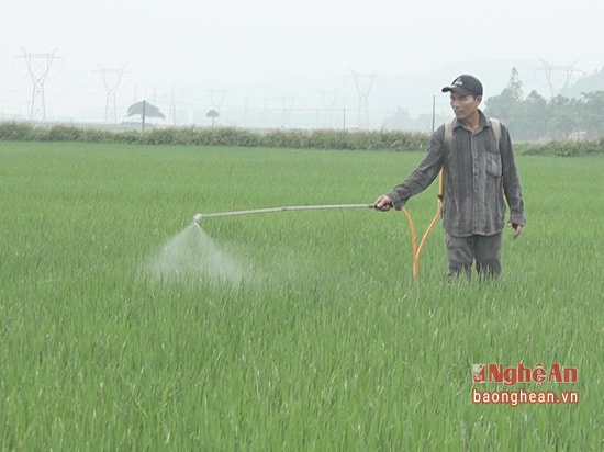 Bà con nông dân tiến hành phun thuốc phòng trừ.