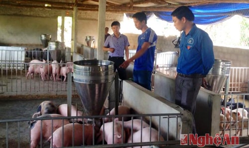 Trang trại chăn nuôi của anh Tô Duy Bình luôn có 150 con lợn thịt và 10 con lợn nái sinh sản