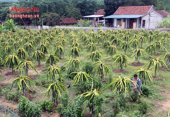 Năm 2014, Anh Tống Văn Chiến - một cựu chiến binh bộ đội cụ Hồ đã tự mình ra liên hệ, ra tỉnh Vĩnh Phúc xa xôi học hỏi kinh nghiệm và đưa giống thanh long ruột đỏ về trồng.