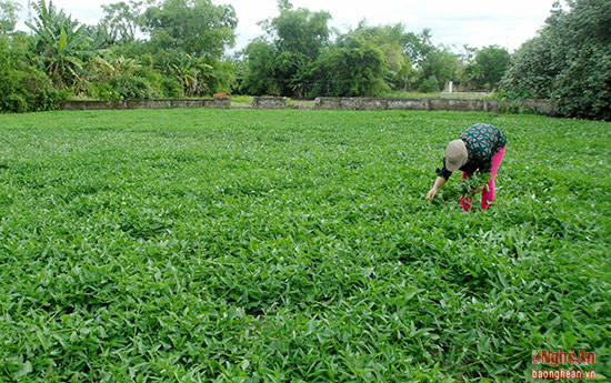 Ở Nghi Lộc, nhiều gia đình trồng rau muống với diện tích lớn. Gia đình chị Cẩm Tú