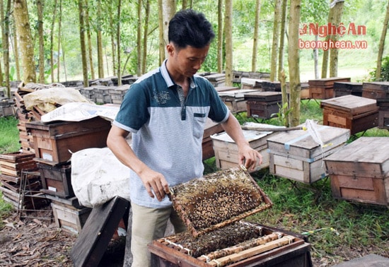 Anh Nguyễn Hải Hưng chăm sóc đàn ong dạo