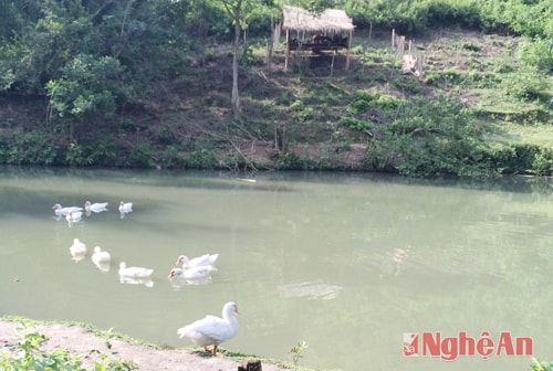 Kết hợp phát triển chăn nuôi đại gia súc và gia cầm dưới tán rừng đang là hướng đi hiệu quả của đồng bào huyện miền núi Tương Dương 
