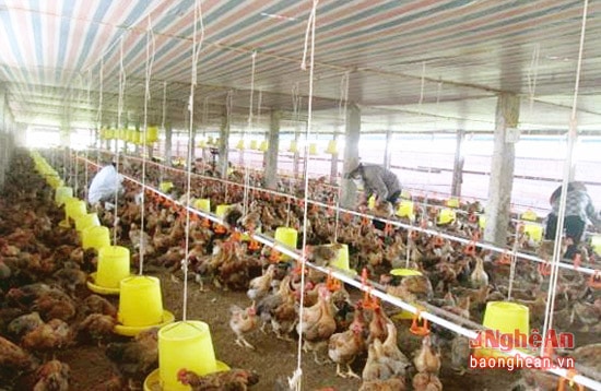Phát triển trang trại chăn nuôi gà ở Nghi Hợp.