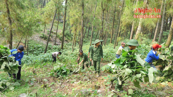 Đoàn viên thanh niên huyện Nam Đàn tình nguyện phát dọn thực bì phòng, chống cháy rừng. Ảnh: Duy Ngoãn