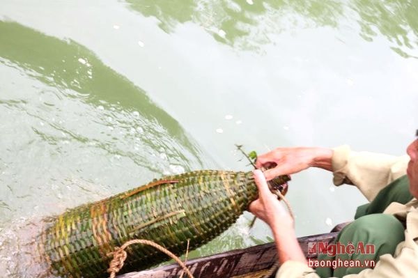 After placing the baits into the trap, the trap is tied into two heavy rocks by rope and dropped into the water so that it is suspended in water surface. Every day, Ms. Lieu and her husband drop about 100 shrimp traps into Lam river.