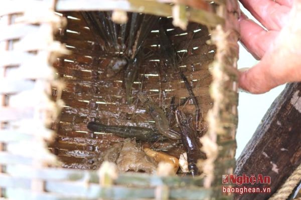 Next day, the fishermen continue pulling up the traps. After taking out the shrimps, they put other baits into the traps and then throw it again. This procedure is repeated day by day.