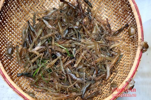 Today, shrimp production reduces but in contrast, shrimp price increases to 200,000-250,000 dong/kg on average; thus, fishermen can earn hundreds of thousands of dongs from caught shrimps a day.