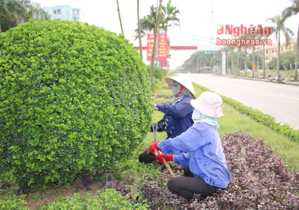 Các công nhân chăm sóc cây xanh góp phần đảm bảo môi trường Thị xã Cửa Lò xanh, sạch, đẹp hấp dẫn du khách.