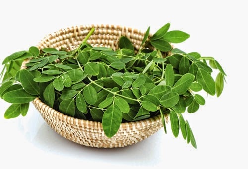 Rau chùm ngây