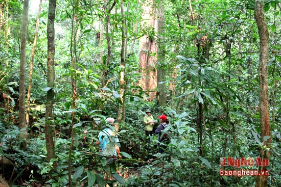 Khu bảo tồn thiên nhiên Pù Hoạt nằm trên địa bàn 9 xã của huyện Quế Phong. Nơi đây còn tồn tại rất nhiều loại thực vật quý hiếm, đặc biệt là cây dược liệu.