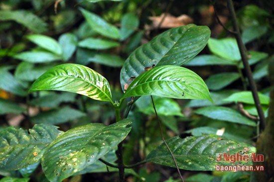 Cây Lấu có tên khoa học là Psychotria montana BL, thuộc họ Cà phê (Rubiaceae) cùng họ cây Bông trang. Vị đắng, tính mát, có tác dụng thanh nhiệt giải độc, khư phong trừ thấp, tiếp cốt sinh cơ.