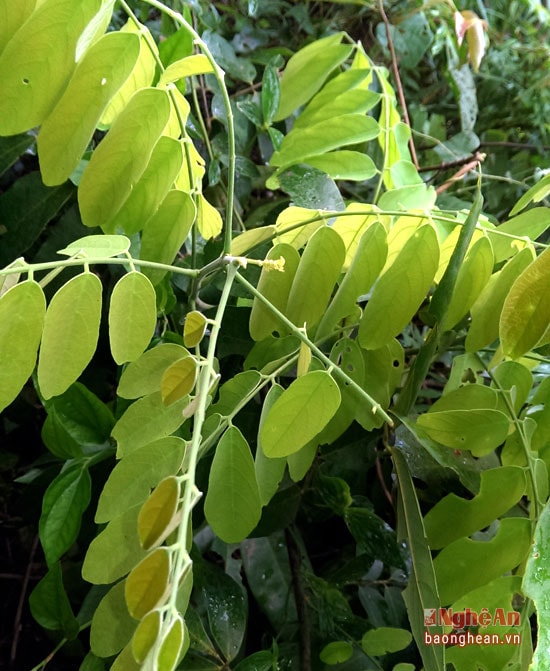 Mú từn là cây cận đặc hữu ở Việt Nam, từ lâu đã được nhân dân miền núi sử dụng để làm thuốc chữa đau lưng, chấn thương (gãy xương), kháng sinh, cầm máu, ngâm rượu uống.