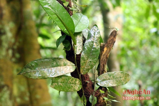 Theo kinh nghiệm người bản địa sử dụng đun nước uống, hoặc ngâm rựu. Tác dụng giảm đau lưng, bồi bổ sức khỏe (nghiên cứu thành phần chưa rõ)