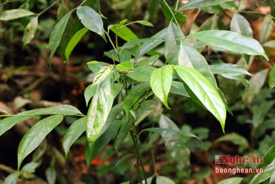 Cây Chanh rừng (tên địa phương) Tác dụng: giúp ăn ngon, ăn khỏe là 1 vị thuốc trong bài thuốc Sinh đẻ.