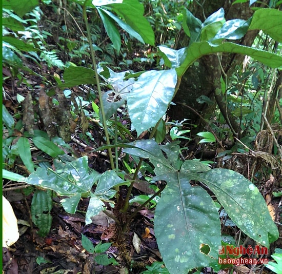 Đu đủ rừng: Tên khoa học trevesia palmata, roxb vis; họ ngũ gia bì araliaceae, là cây nhỏ, cành nhiều gai, ruột bấc, mọc hoang ở khắp vùng núi nước ta, sử dụng như thông thảo đểchữa tắc tia sữa.