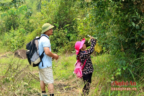 Theo anh Nguyễn Thành Chung - Cán bộ khu bảo tồn thiên nhiên Pù Hoạt thì hiện tại trong các khu rừng già Pù Hoạt còn tồn tại rất nhiều loại cây dược liệu quý hiếm khác, có những loài chưa được phát hiện. Đây là 1 nguồn dược liệu quý hiếm cần được bảo tồn và nhân rộng.