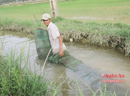   Anh Lê Quang Hồng ở xóm 5, Quang Sơn (Đô Lương) thả lưới tại kênh mương