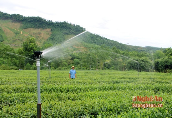 Hiện có nhiều hộ dân trồng chè ở huyện Thanh Chương đang đầu tư hệ thống phun nước tự động để tưới nước cho cây trồng chủ lực của huyện miền núi này.