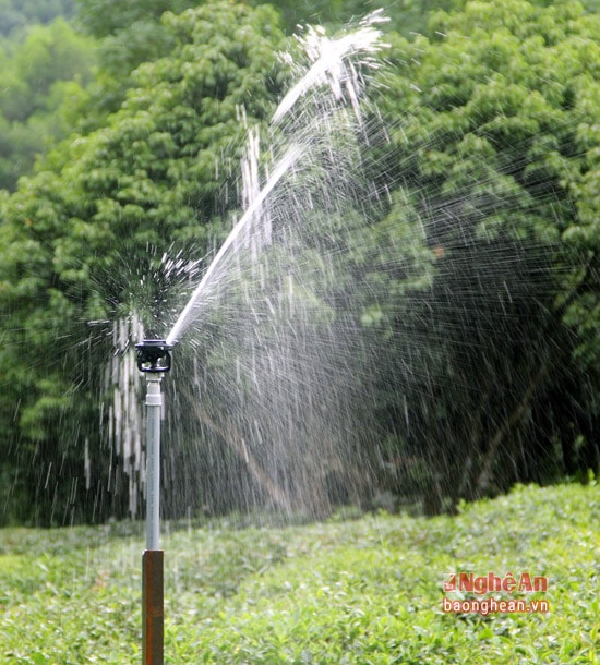 Để đầu tư một hệ thống phun nước tự động có chi phí khá cao bao gồm máy bơm nước, vòi dẫn nước và hệ thống bét phun tự động. Mỗi ha chè mất khoảng 30 triệu đồng, tuy nhiên nó có tác dụng lâu dài.