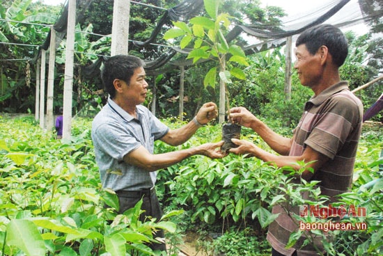 Vườn trám của gia đình ông Nguyễn Bá Quý- Chủ tịch Hội làm vườn Thanh Chương. Ông cho biết,  vườn trám hiện có tới 4.000 bầu.