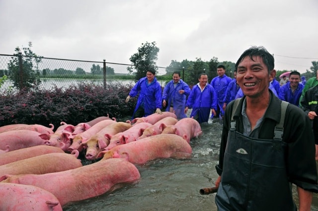 Nụ cười rạng rỡ của người nông dân khi đàn lợn được giải cứu (Nguồn: Reuters)