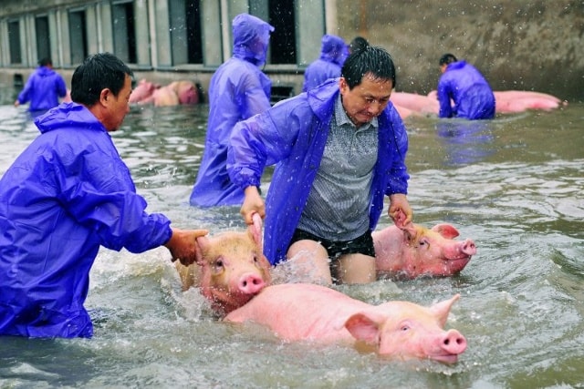 Quả là một cái kết tốt đẹp cho những chú lợn đang tuyệt vọng (Nguồn: Reuters)