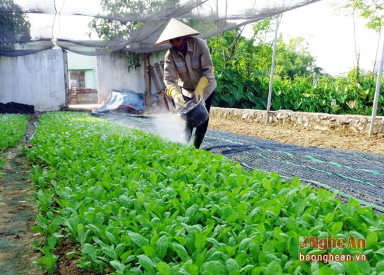 Nông dân Hưng Đông chăm sóc rau trái vụ (Ảnh: Thanh Tâm) 