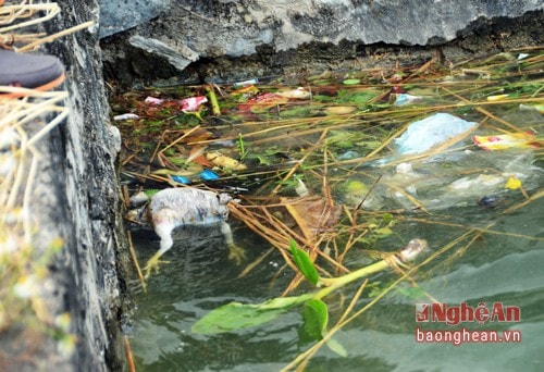 Xác gia cầm chết cũng trôi vào đây.
