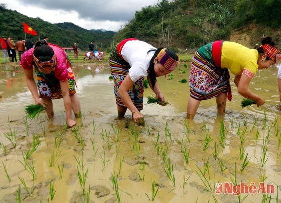 Phụ nữ xã Yên Hòa, Tương Dương vào vụ cấy. Ảnh từ liệu