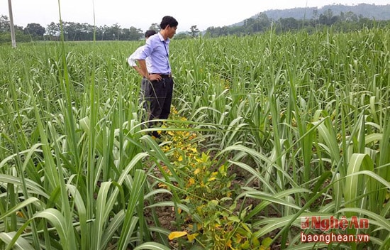 Mô hình trồng xen đậu giữa mía ở Nghĩa Hưng giúp khống chế được cỏ dại, vừa không để lãng phí đất khi cây mía chưa mọc mầm hoặc còn thấp. Ảnh Trần Quốc Thành