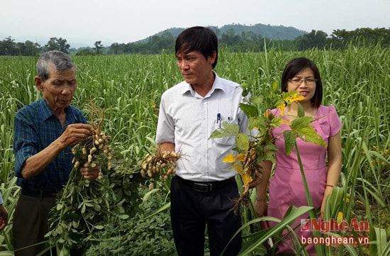 Lãnh đạo Sở KH và CN Nghệ An kiểm tra tính hiệu quả của việc trồng lạc trong mía. 