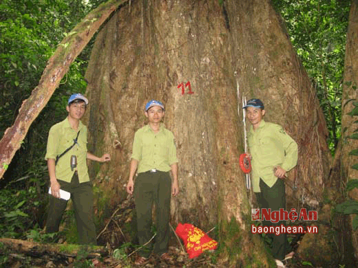 Một trong 5 cây Phay sừng được Hội Bảo vệ thiên nhiên và môi trường Việt Nam công nhận là Cây Si sản.