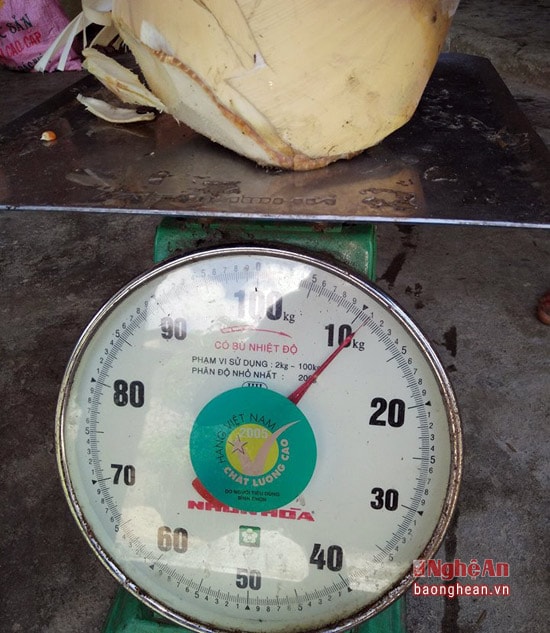 Đặt lên bàn cây cân thử, củ măng nặng tới 11 kg khiến cho ai biết cũng cảm thấy kỳ thú.