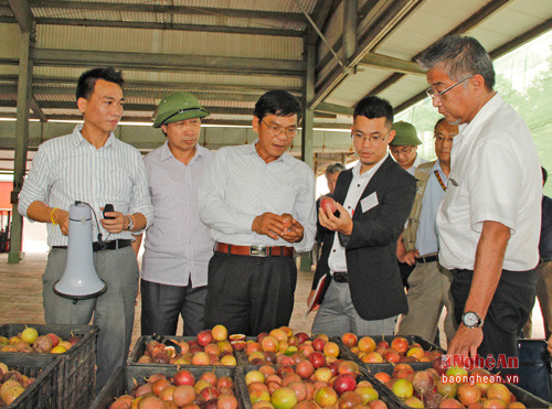 Các doanh nghiệp tham quan vùng tập kết nguyên liệu của Công ty Nafoods.